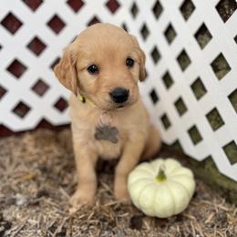 2nd Pick of the Males - Golden male Golden Retriever puppy in Wolcott, Indiana from Sunnyside Meadows Goldens