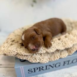 Fern - Red male Cavapoo puppy in Mesa, Arizona from Floralie Doodles