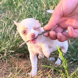 Pearl AKC (tiny) - White female Chihuahua puppy in Seneca, Missouri from Stephanie’s Puppy Colony