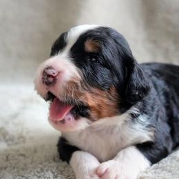 Lisette - Tri-color female Bernedoodle puppy in Folsom, Louisiana from DoodlesFarmCo