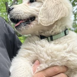 Golden Retriever Puppies from Risa’s Goldens