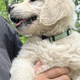Golden Retriever Puppies from Risa’s Goldens