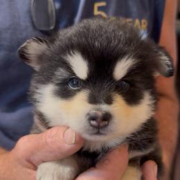 Jenny - Black and white female Pomsky puppy in Spring Hill, Florida from PDQ Pomskies