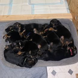 German Shepherd Puppies from Tasha's German Shepherds