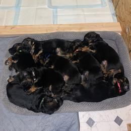 German Shepherd Puppies from Tasha's German Shepherds