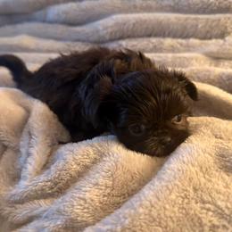 Boy 1 - Chocolate male Shih Tzu puppy in Peoria, Arizona from Jodi’s Shihtzus