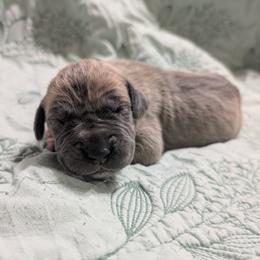Olive - Fawn female Great Dane puppy in Pollock, Louisiana from Danes Done Right