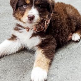Australian Shepherd Puppies from Gulf Coast Aussies