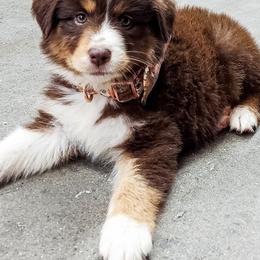 Australian Shepherd Puppies from Gulf Coast Aussies