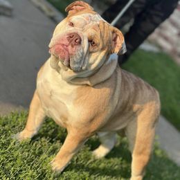 Bulldogs from Villalobos kennels LLC