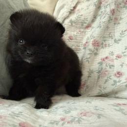 Luna - Black female Pomeranian puppy in Enumclaw, Washington from SantaAnna Pomeranians