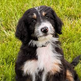 Rocko - Black tri-color male Aussiedoodle puppy in Decatur, Illinois from Signature Doodles