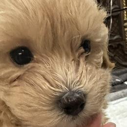 Maltipoo Puppies from Janina Sivers