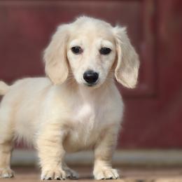 Boy 2 - Cream male Dachshund puppy in Azle, Texas from American Dachshunds