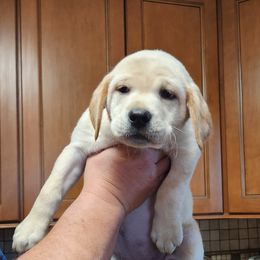 7th Pick Female - Labrador Retriever puppy in Moses Lake, Washington from Kreger Lake Kennels