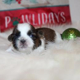 Boy 1 - Red and white male Shih Tzu puppy in Craig, Colorado from Rocky Mountain Shih Tzus and Dry Creek Miniature Dachshunds