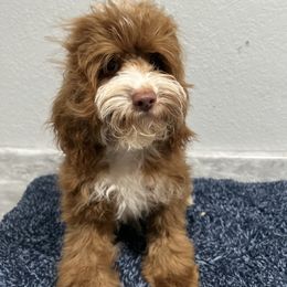 Jake - Red and white male Cockapoo puppy in Winnsboro, Texas from Happy Hollow Ranch