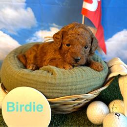 Birdie - Red  female Goldendoodle puppy in Chelan, Washington from North Cascades Doodles