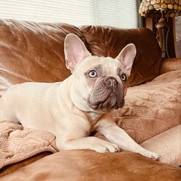 Charlie - French Bulldog