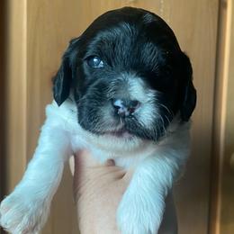 Penelope - Black and white female Cavapoo puppy in Mesa, Arizona from Bubble-ishous Cavaliers, Cavapoos and Portadoodles