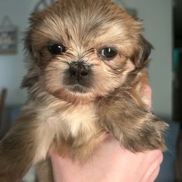 Shelby Boy 1 - Sable male Shih Tzu puppy in Marion County, Tennessee from Jenkins Puppy Paradise