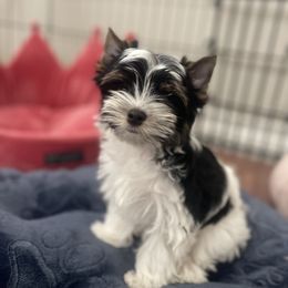 Biewer Terrier Puppies from Ocean Bright Biewer Terriers