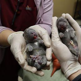 French Bulldog Puppies from Floofie Frenchies