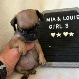 Girl 3 - Fawn female Pug puppy in Norborne, Missouri from Pug Palace