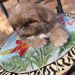 Poppy - Blue female Shih Tzu puppy in Texas from A Sassy Soul Shih-Tzu