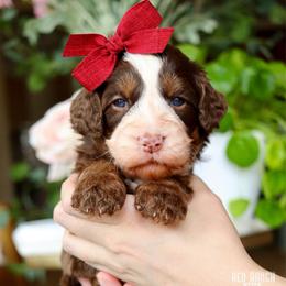 Praline - Brown and white female Bernedoodle puppy in Salado, Texas from Red Ranch Dogs