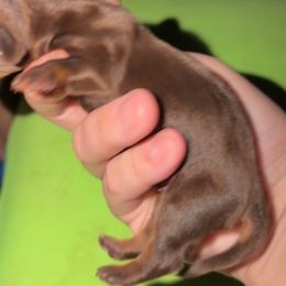 Blitzen - Chocolate and tan male Dachshund puppy in Lufkin, Texas from Dixie Chic Frenchies