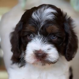 Vanessa - Brown and white female Cockapoo puppy in Yuciapa, California from AlltheDoodlez_