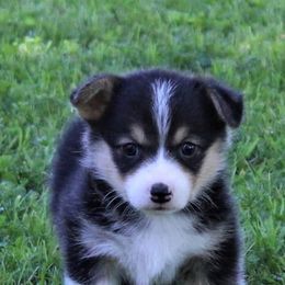 American Corgis from Corgi Corral