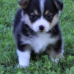 American Corgis from Corgi Corral