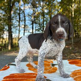 Moana - Liver and white female German Shorthaired Pointer puppy in Dugspur, Virginia from Pilgrims Trails Shorthairs