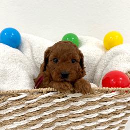 Burgundy collar - Red  female Goldendoodle puppy in Monrovia, California from Fancy Paws Inc