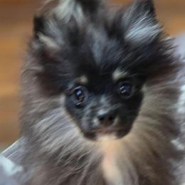 Zues - Tri-colored male Pomeranian puppy in El Centro, California from BabyBooPoms