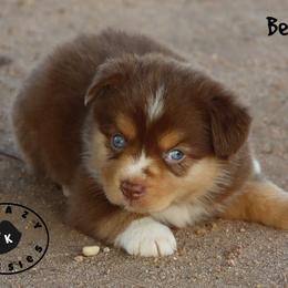 Beans - Red merle female Miniature Australian Shepherd puppy in Garden Plain, Kansas from Krazy K Aussies