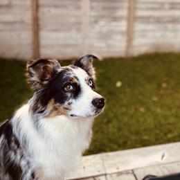 Australian Shepherd All Grown Up from Supernatural Aussies