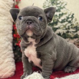 Snowy - Blue female French Bulldog puppy in Santa Rosa, California from Ingram Ranch Frenchies
