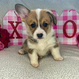 Pembroke Welsh Corgi Puppies from Sapphire Iris Corgis
