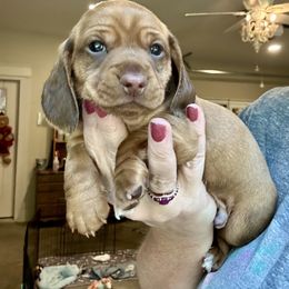 Maple - Red male Dachshund puppy in Hensley, Arkansas from The Dachshund Barn