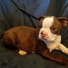 Boston Terrier and French Bulldog Puppies from Willis Family Bostons