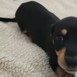 Dachshund Puppies from Happy Acres  Miniature Dachshunds