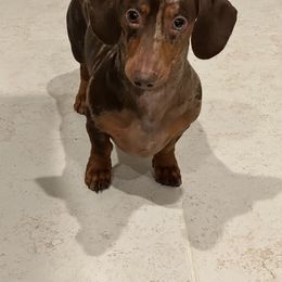 Dachshund Puppies from SouthernMama Doxies