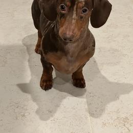 Dachshund Puppies from SouthernMama Doxies
