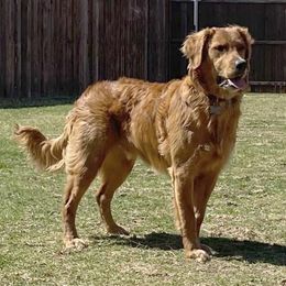 Golden Retrievers from Fort Worth Goldens
