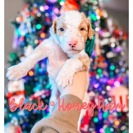 Honey Ham - Fawn and white male Sheepadoodle puppy in Republic, Missouri from DOOD & Co
