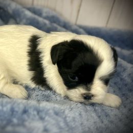 Meet Billy - Black and white male Shih Tzu puppy in Lake City, Florida from Tiger Valley Shih Tzus
