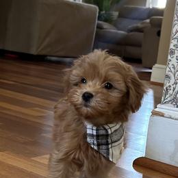 Nano - Apricot male Goldendoodle puppy in Mint Hill, North Carolina from DoodleForever